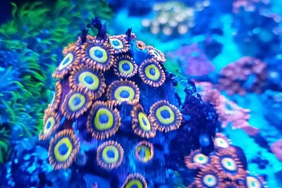 Tenemos zoas exoticos